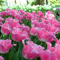 Thumbnail for Bulbi Lalele Fancy Frills 8 buc