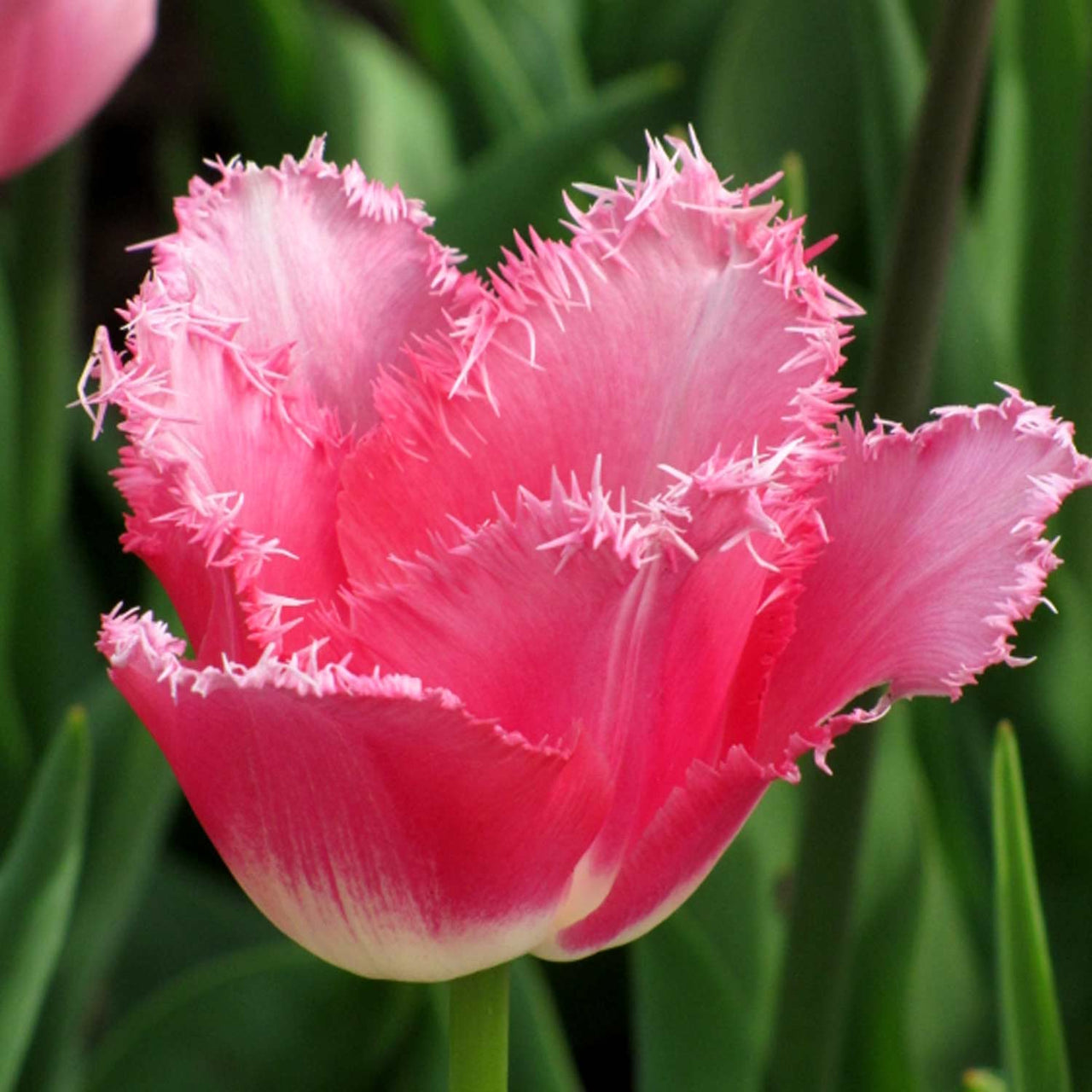 Bulbi Lalele Fancy Frills 8 buc