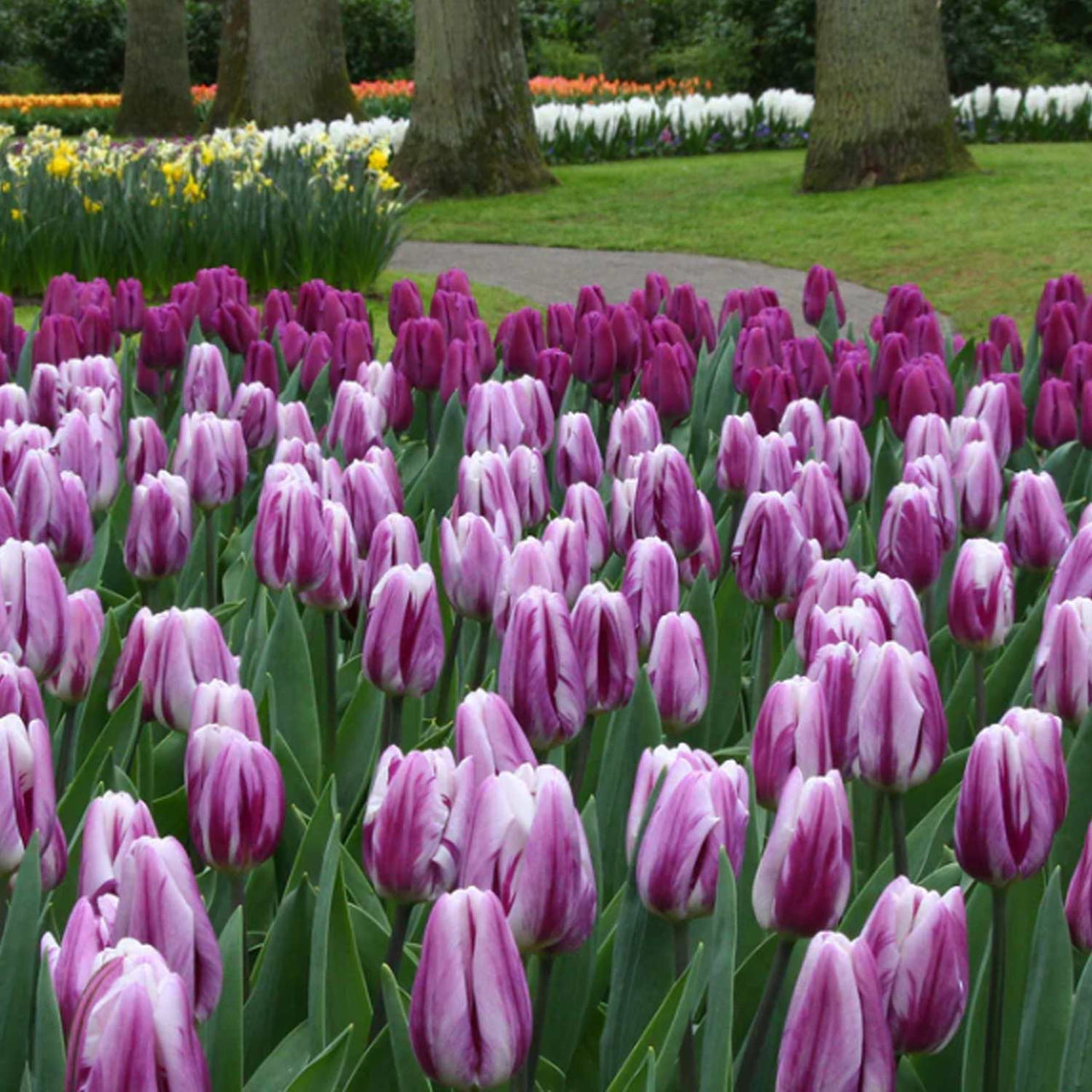 Bulbi Lalele Flaming Flag 6 buc