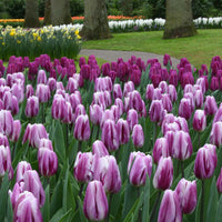 Thumbnail for Bulbi Lalele Flaming Flag 6 buc