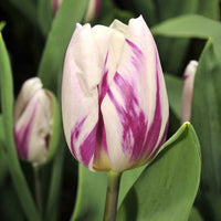 Thumbnail for Bulbi Lalele Flaming Flag 6 buc