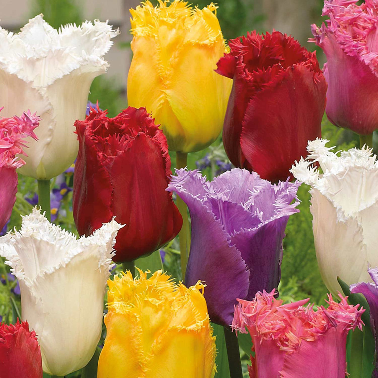 Bulbi Lalele Fringed Mixed 8 buc