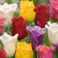 Thumbnail for Bulbi Lalele Fringed Mixed 8 buc