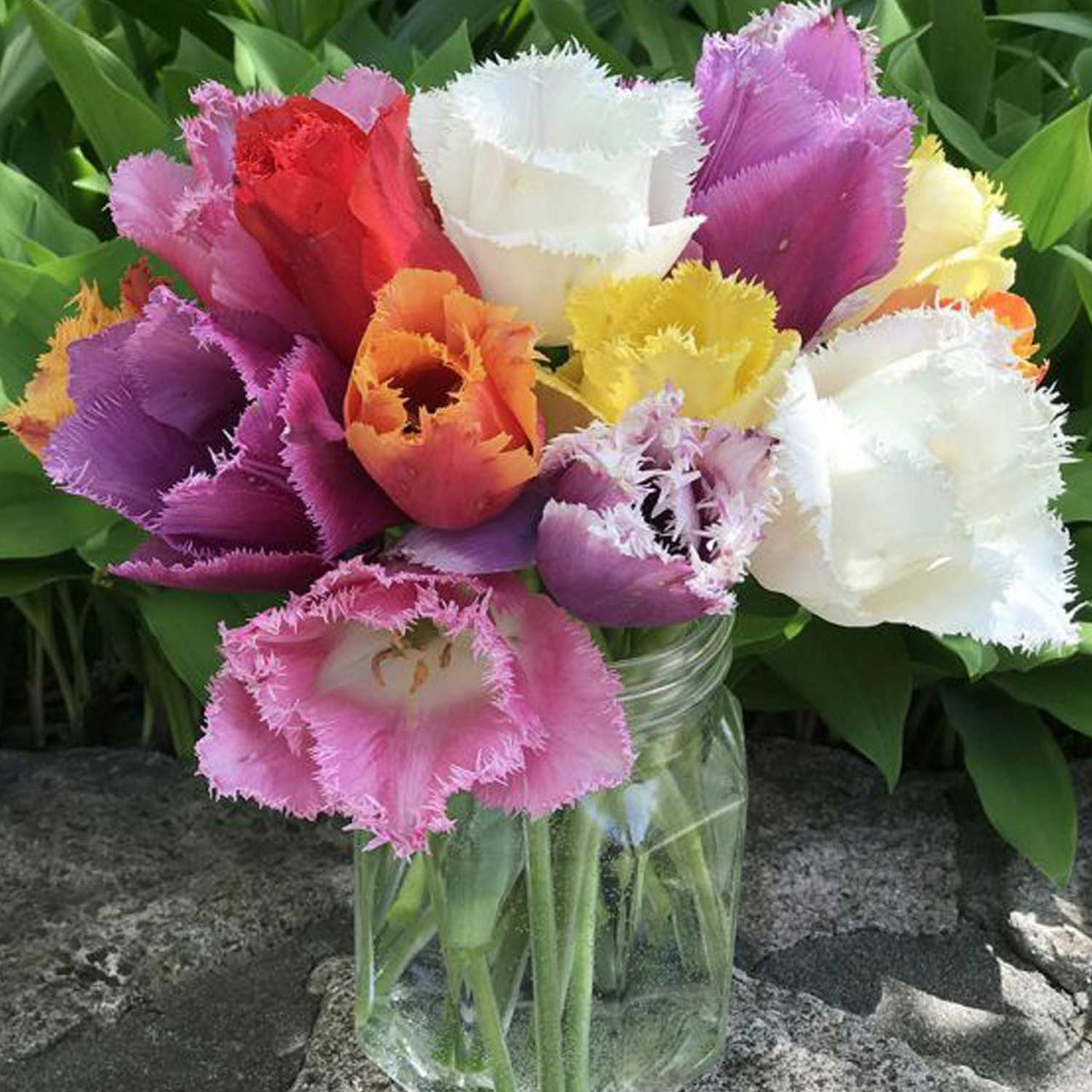 Bulbi Lalele Fringed Mixed 8 buc