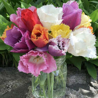 Thumbnail for Bulbi Lalele Fringed Mixed 8 buc