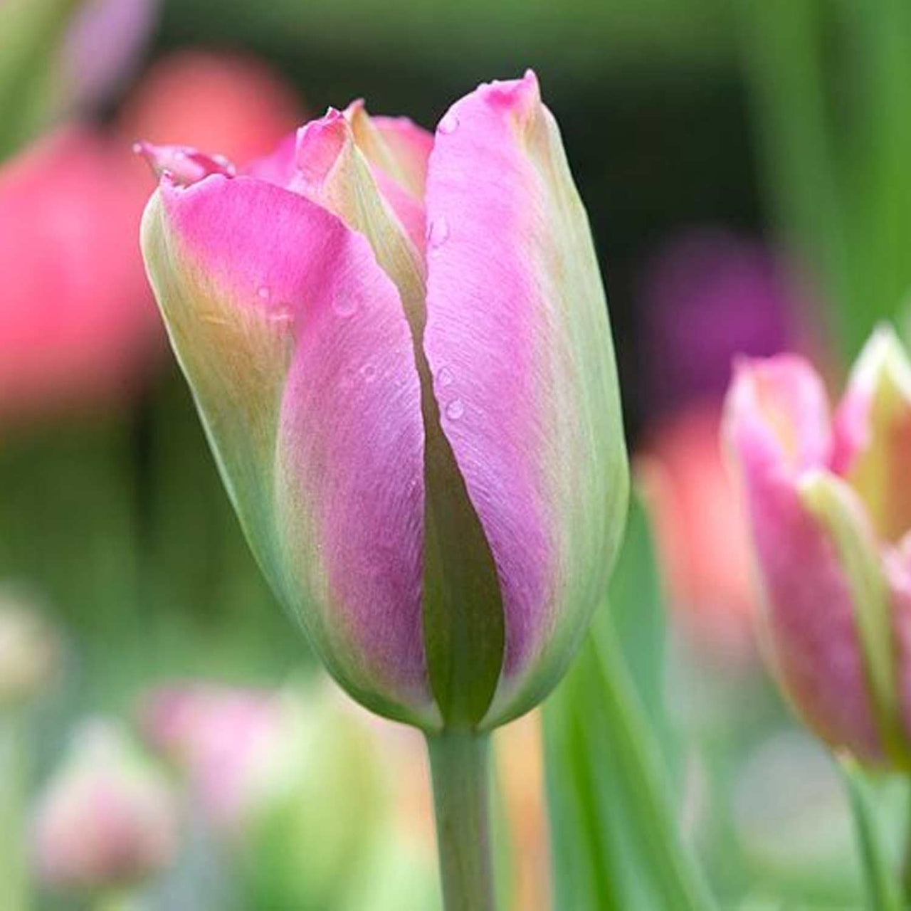 Bulbi Lalele Groenland 7 buc