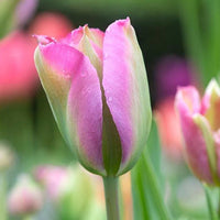 Thumbnail for Bulbi Lalele Groenland 7 buc