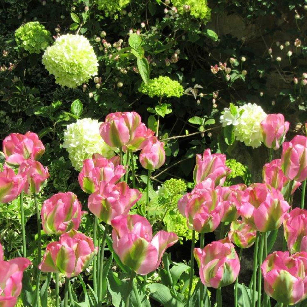 Bulbi Lalele Groenland 7 buc