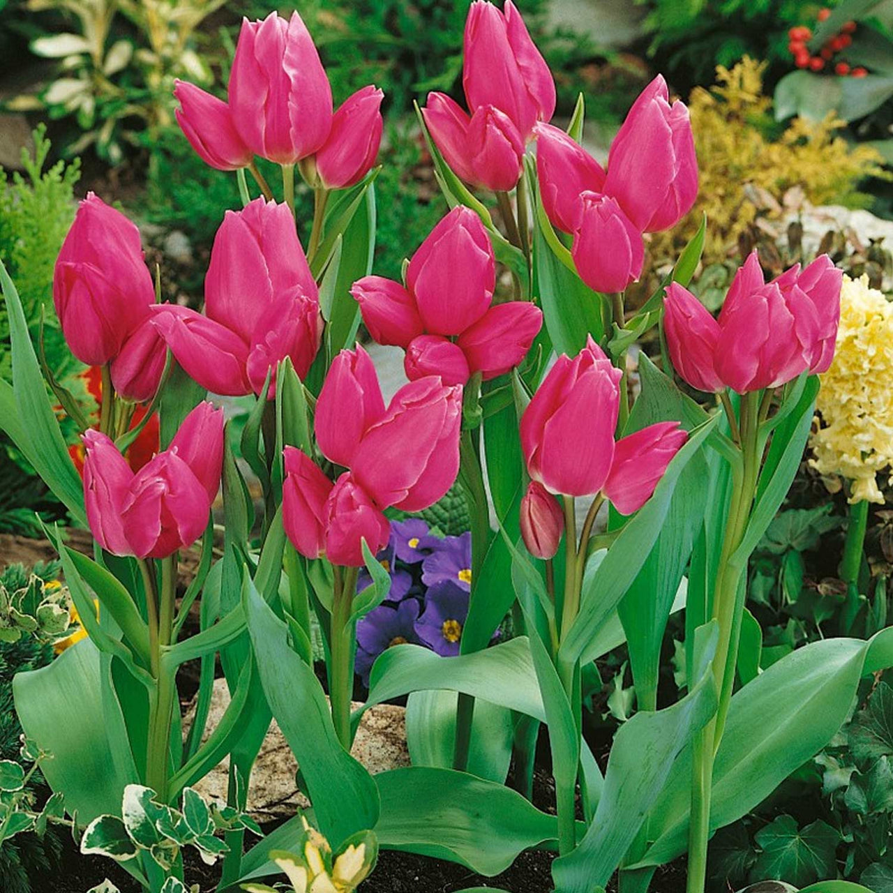 Bulbi Lalele Happy Family 8 buc