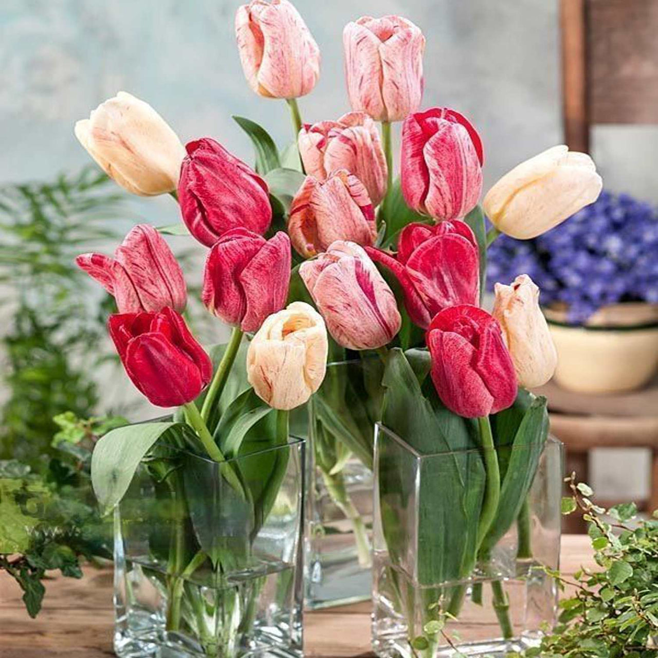 Bulbi Lalele Hemisphere 6 buc