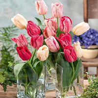 Thumbnail for Bulbi Lalele Hemisphere 6 buc