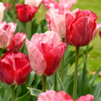 Thumbnail for Bulbi Lalele Hemisphere 6 buc