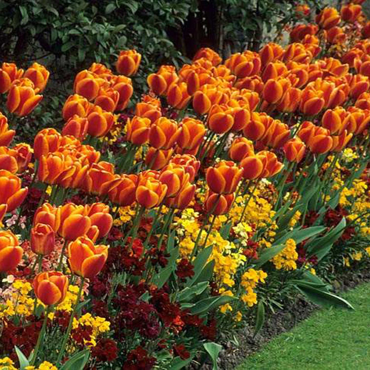 Bulbi Lalele Kees Nelis 6 buc