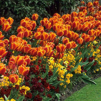 Thumbnail for Bulbi Lalele Kees Nelis 6 buc