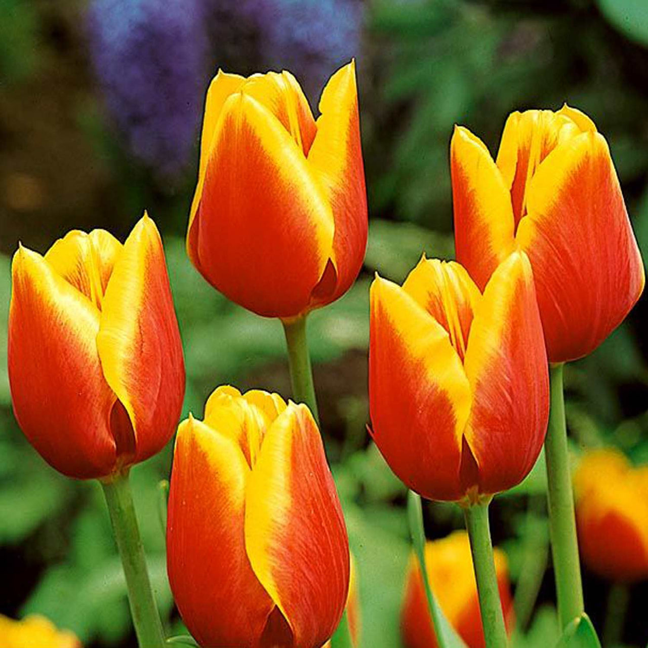 Bulbi Lalele Kees Nelis 6 buc