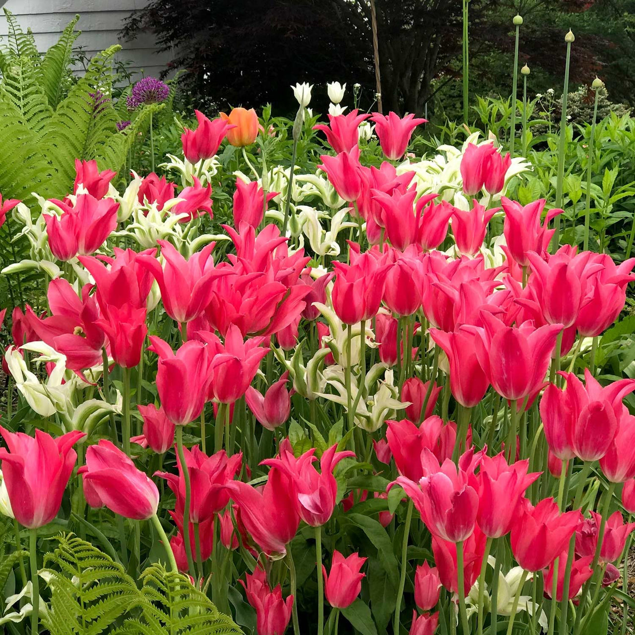 Bulbi Lalele Mariette 6 buc