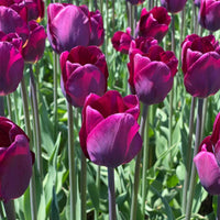 Thumbnail for Bulbi Lalele Negrita 6 buc