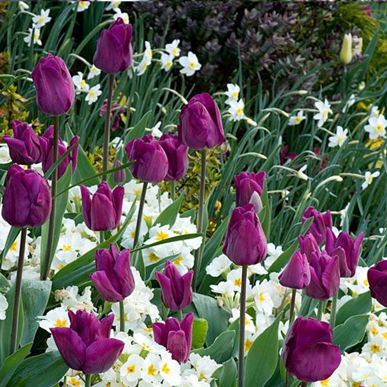 Bulbi Lalele Negrita 6 buc