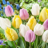 Thumbnail for Bulbi Lalele Prince Mixed 6 buc