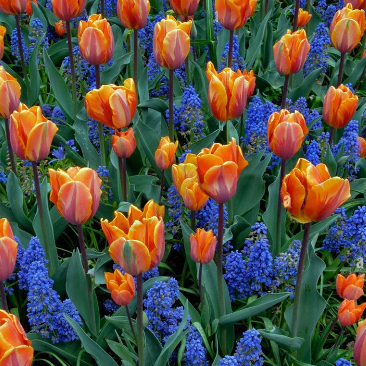 Bulbi Lalele Princess Irene 5 buc