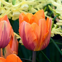 Thumbnail for Bulbi Lalele Princess Irene 5 buc