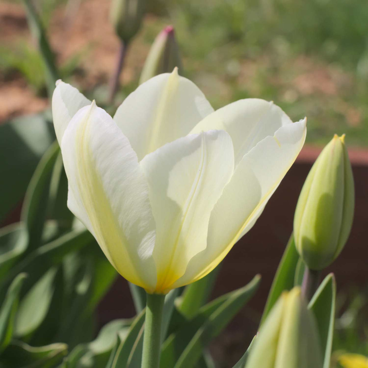 Bulbi Lalele Purissima 7 buc