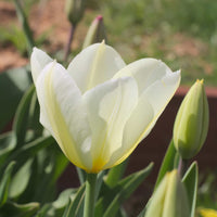 Thumbnail for Bulbi Lalele Purissima 7 buc