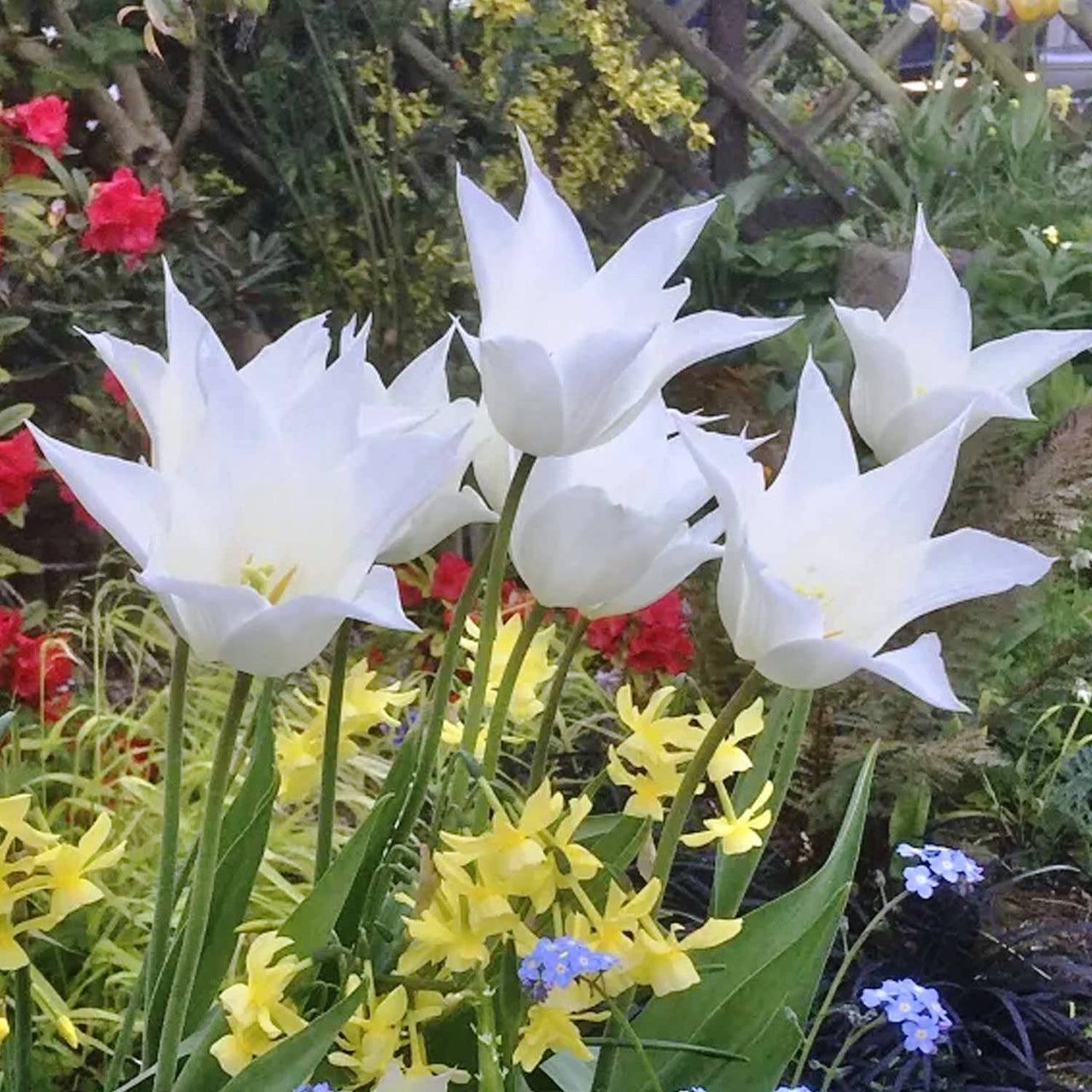 Bulbi Lalele Sapporo 6 buc