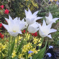 Thumbnail for Bulbi Lalele Sapporo 6 buc