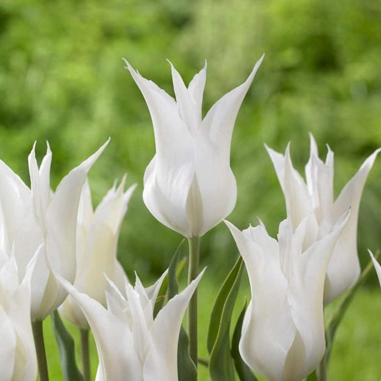 Bulbi Lalele Sapporo 6 buc