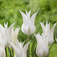 Thumbnail for Bulbi Lalele Sapporo 6 buc