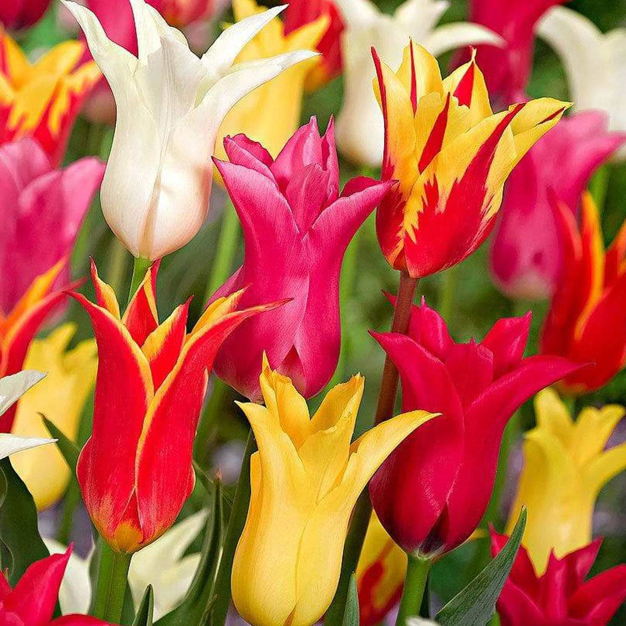 Bulbi Lalele tip crin mix (6 buc, 20 buc)