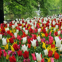 Thumbnail for Bulbi Lalele tip crin mix (6 buc, 20 buc)