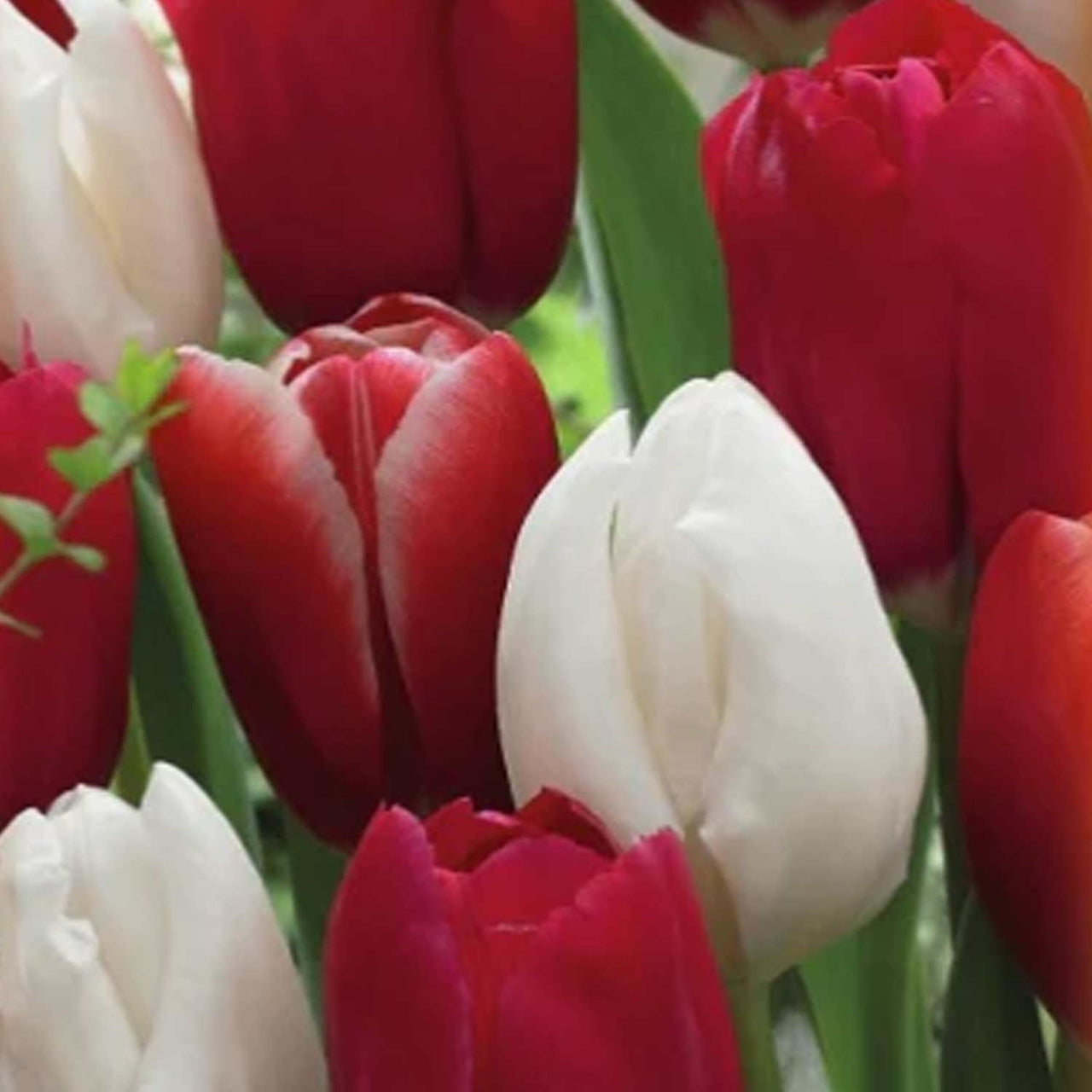 Bulbi Lalele Trio Easter Monday 6 buc