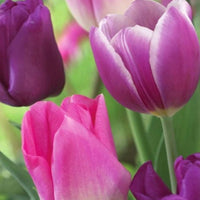 Thumbnail for Bulbi Lalele Trio Purple Dreams 6 buc