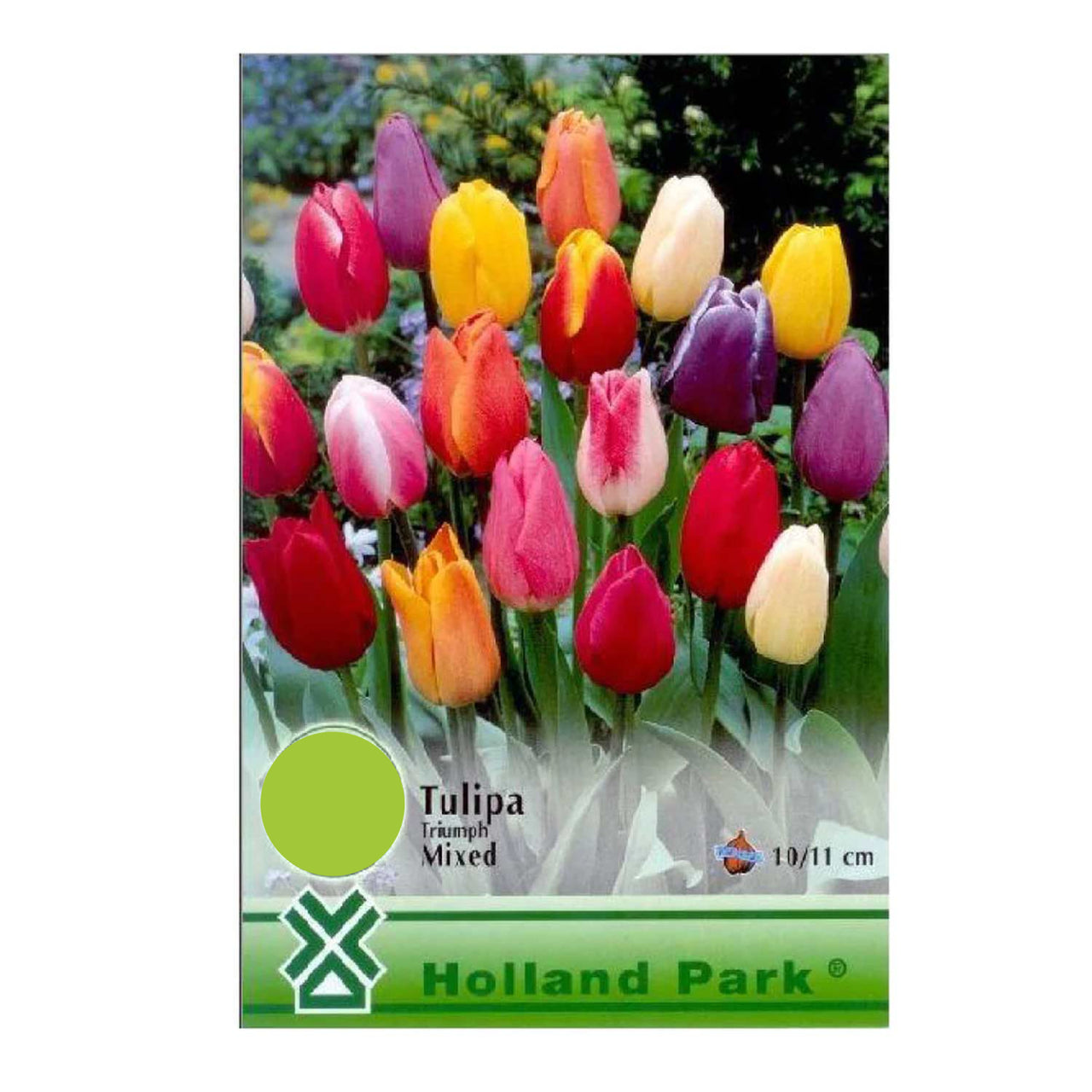 Bulbi Lalele Triumph Mixed (10 buc, 25 buc)