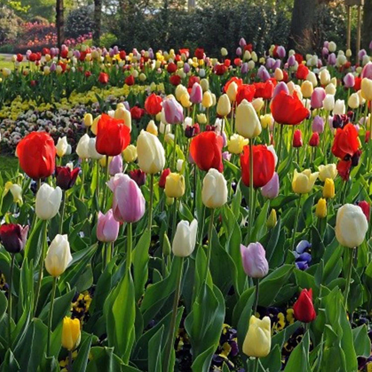 Bulbi Lalele Triumph Mixed (10 buc, 25 buc)