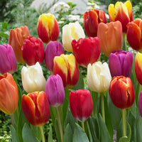 Thumbnail for Bulbi Lalele Triumph Mixed (10 buc, 25 buc)