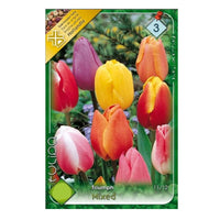 Thumbnail for Bulbi Lalele Triumph Mixed (10 buc, 25 buc)