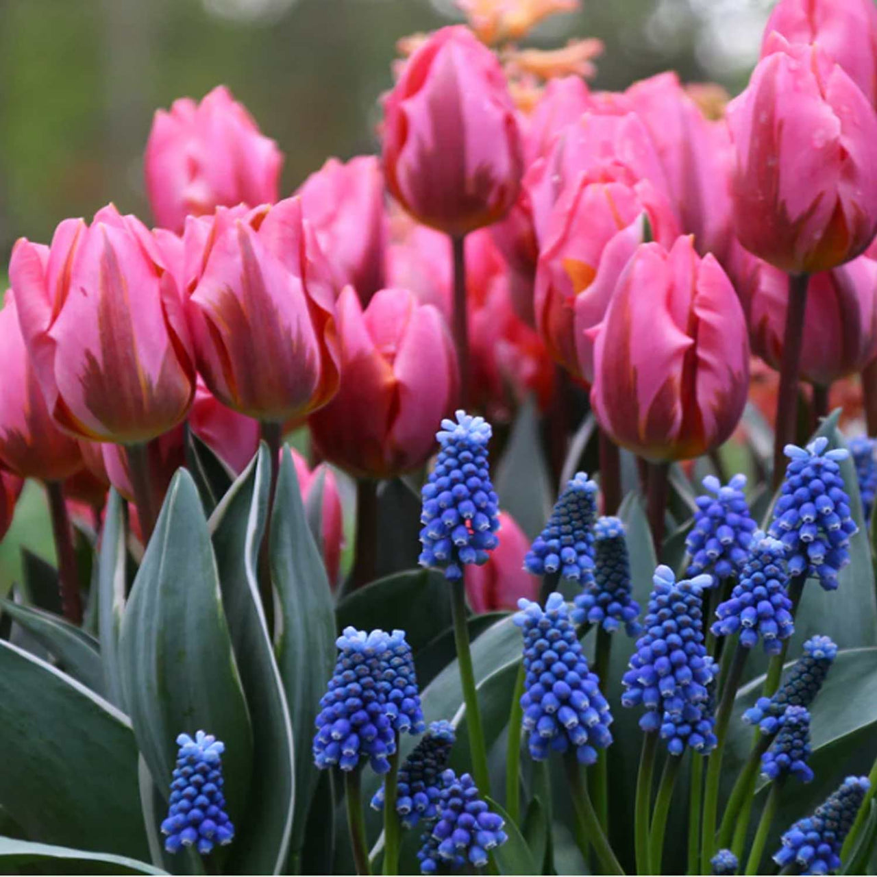 Bulbi Lalele Pretty Princess 5 buc