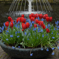 Thumbnail for Bulbi Lalele Red 6 buc