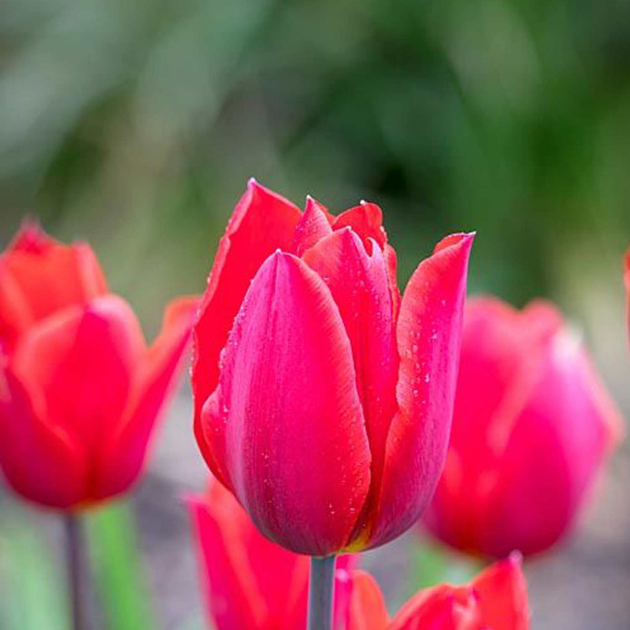 Bulbi Lalele Red 6 buc