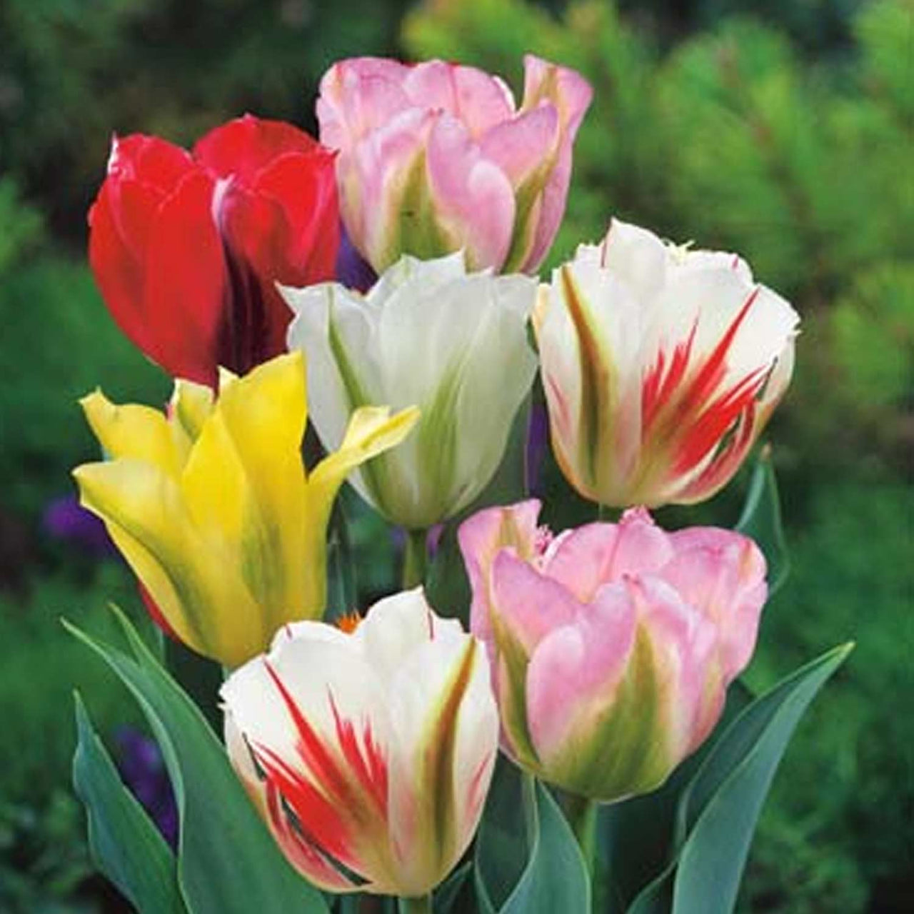 Bulbi Lalele Viridiflora Mix 8 buc