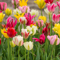 Thumbnail for Bulbi Lalele Viridiflora Mix 8 buc