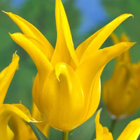 Thumbnail for Bulbi Lalele West Point 6 buc