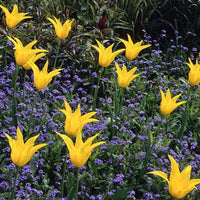 Thumbnail for Bulbi Lalele West Point 6 buc