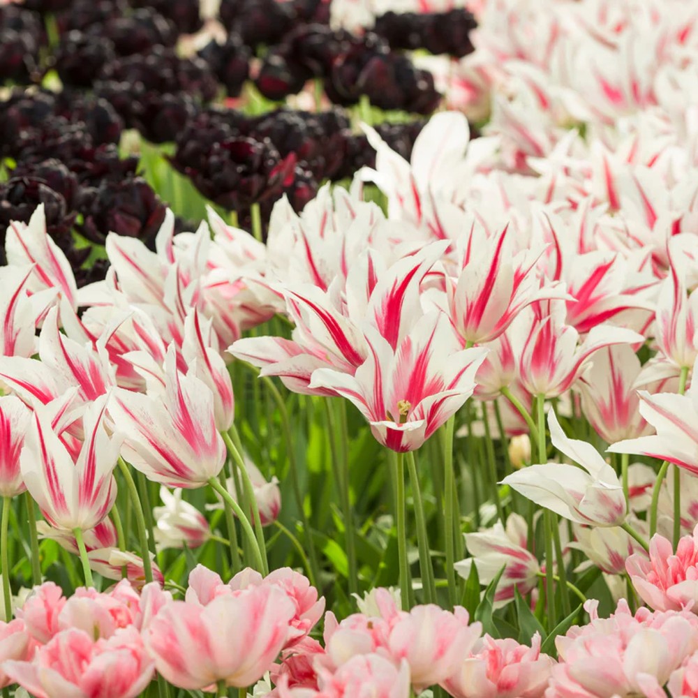 Bulbi Lalele Marylin 6 buc