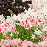 Thumbnail for Bulbi Lalele Marylin 6 buc