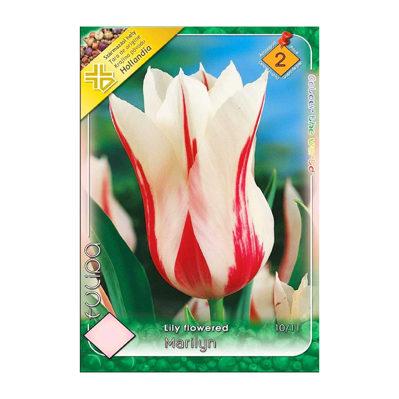 Bulbi Lalele Marylin 6 buc