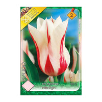 Thumbnail for Bulbi Lalele Marylin 6 buc